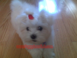 teacup maltese